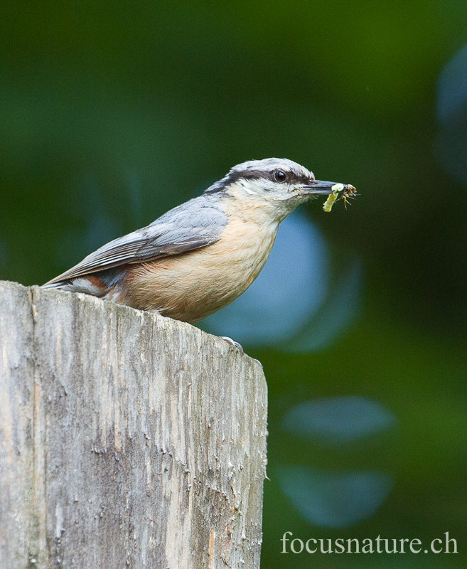 Sittelle 1933.jpg - Sittelle torchepotSitta europaeaEurasian Nuthatch (Ermitage, Genève, Suisse, mai 2013)